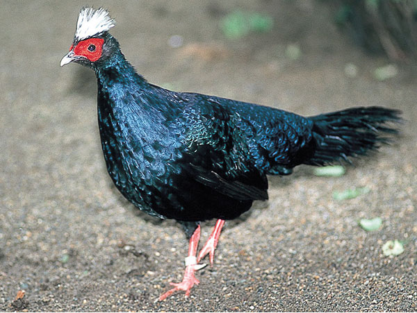 Pretty Edwards’s pheasant