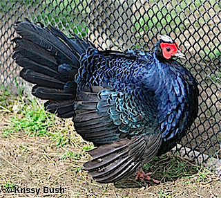Pretty Edwards’s pheasant