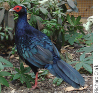 Pretty Edwards’s pheasant