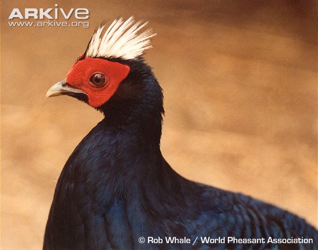 Pretty Edwards’s pheasant