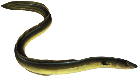 Nice Eel