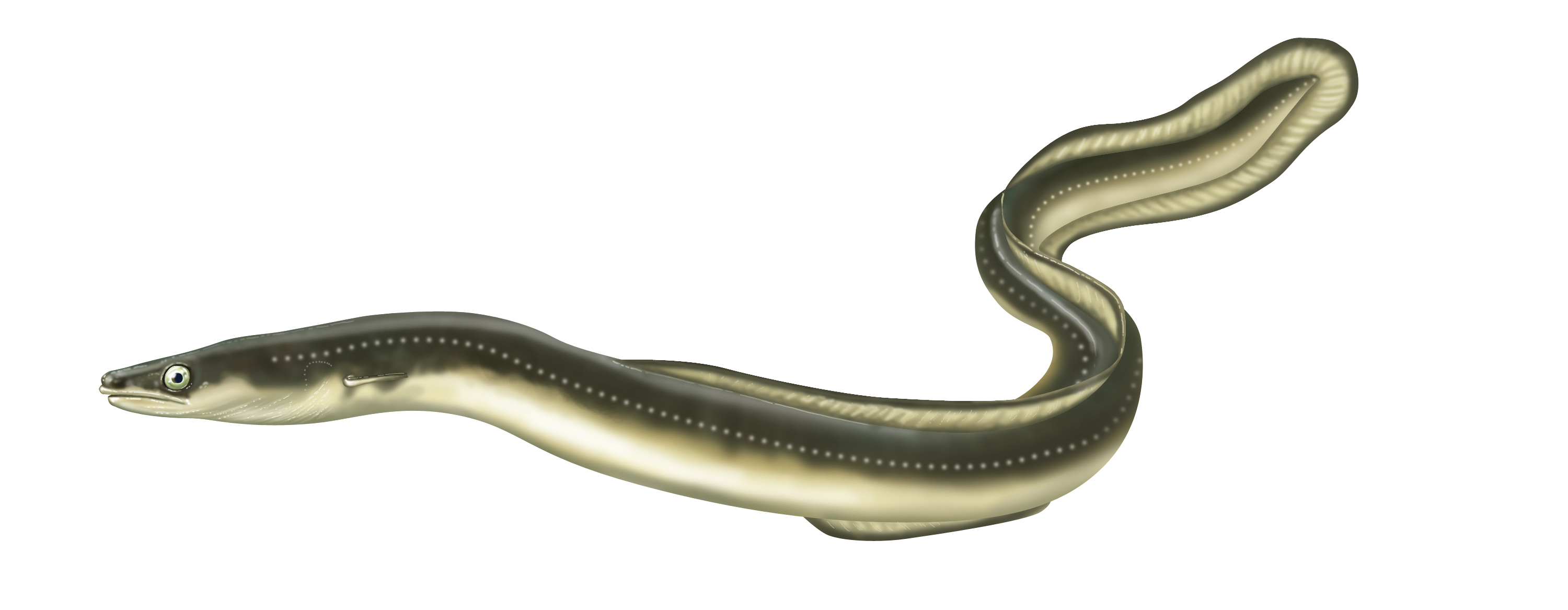 Pretty Eel