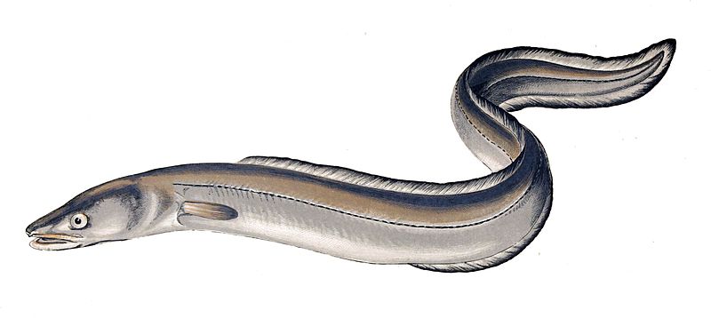Cute Eel