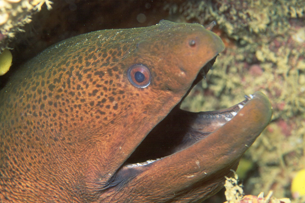 Wallpaper Eel