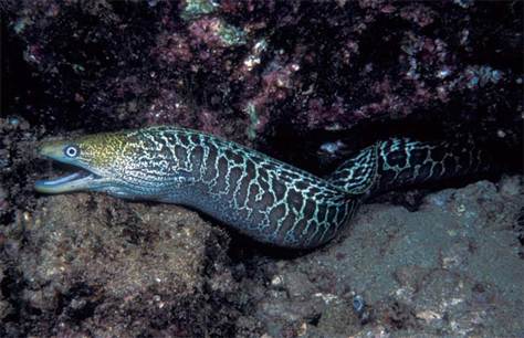 Photo Eel