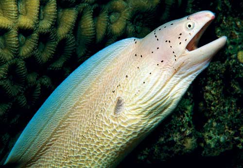 Eel photo 