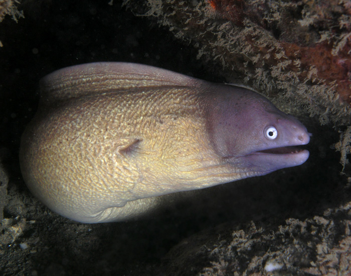 Eel wallpaper