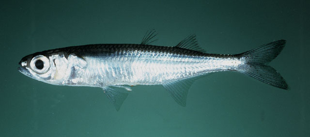 Eendracht land silverside