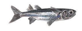 Pretty Eendracht land silverside