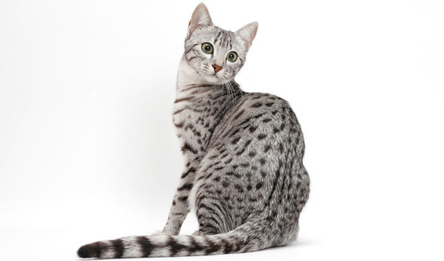 Nice Egyptian Mau - Cat Breed