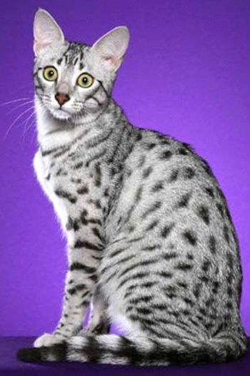 Egyptian Mau - Cat Breed wallpaper