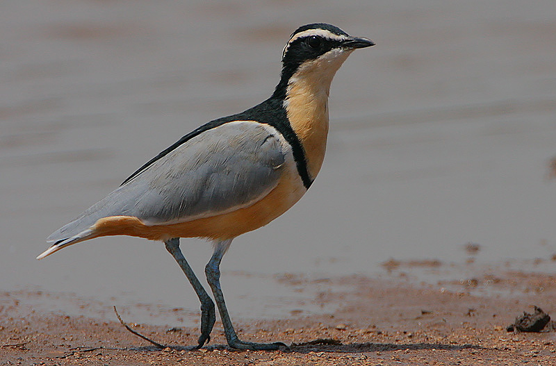 Egyptian plover