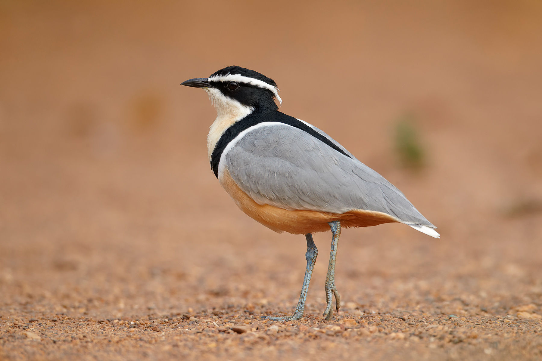 Pretty Egyptian plover