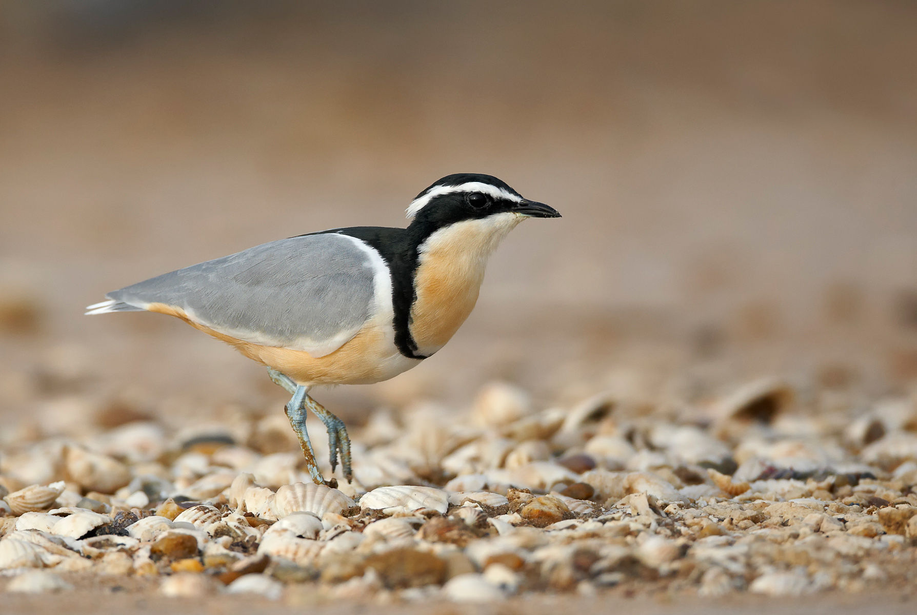 Pretty Egyptian plover