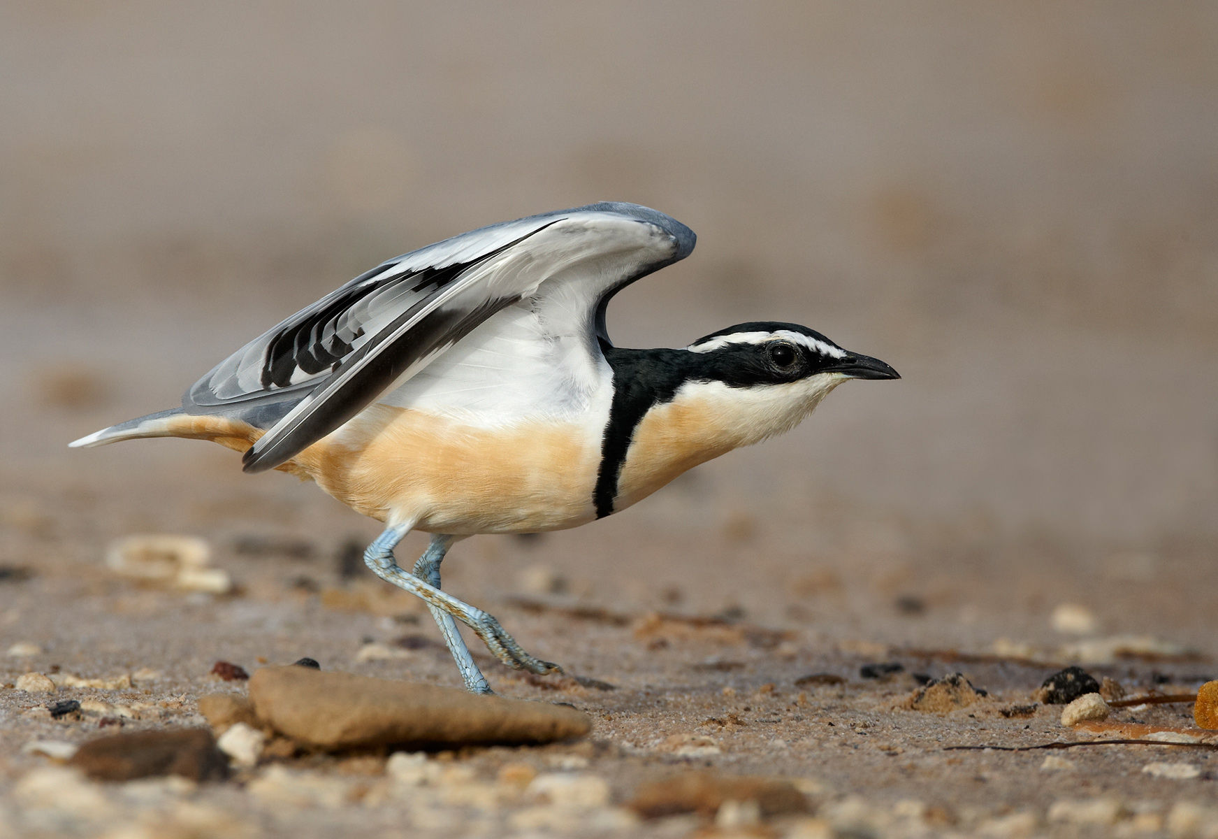 Pretty Egyptian plover