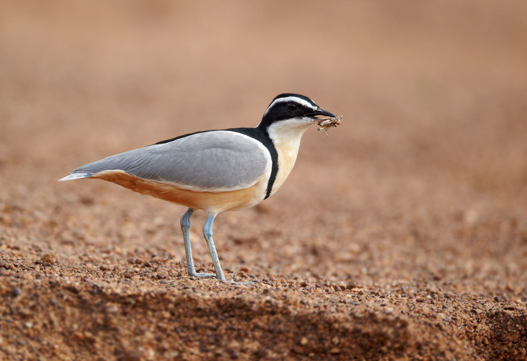 Pretty Egyptian plover
