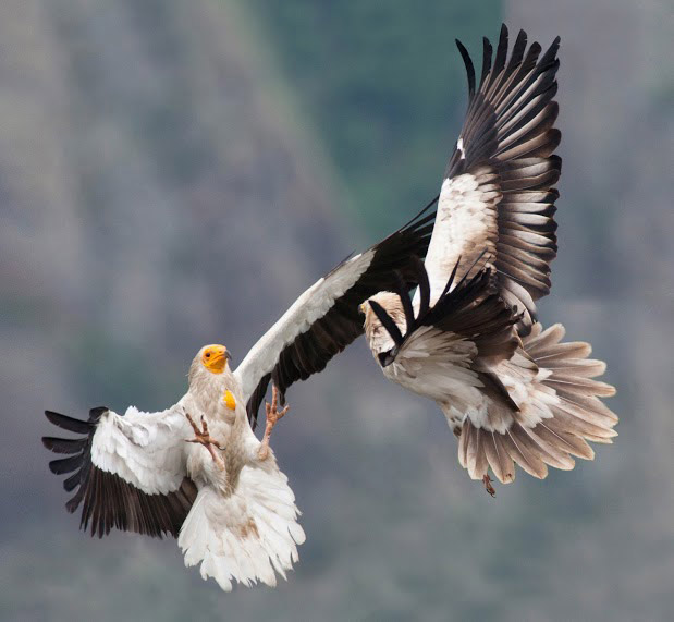 Egyptian vulture