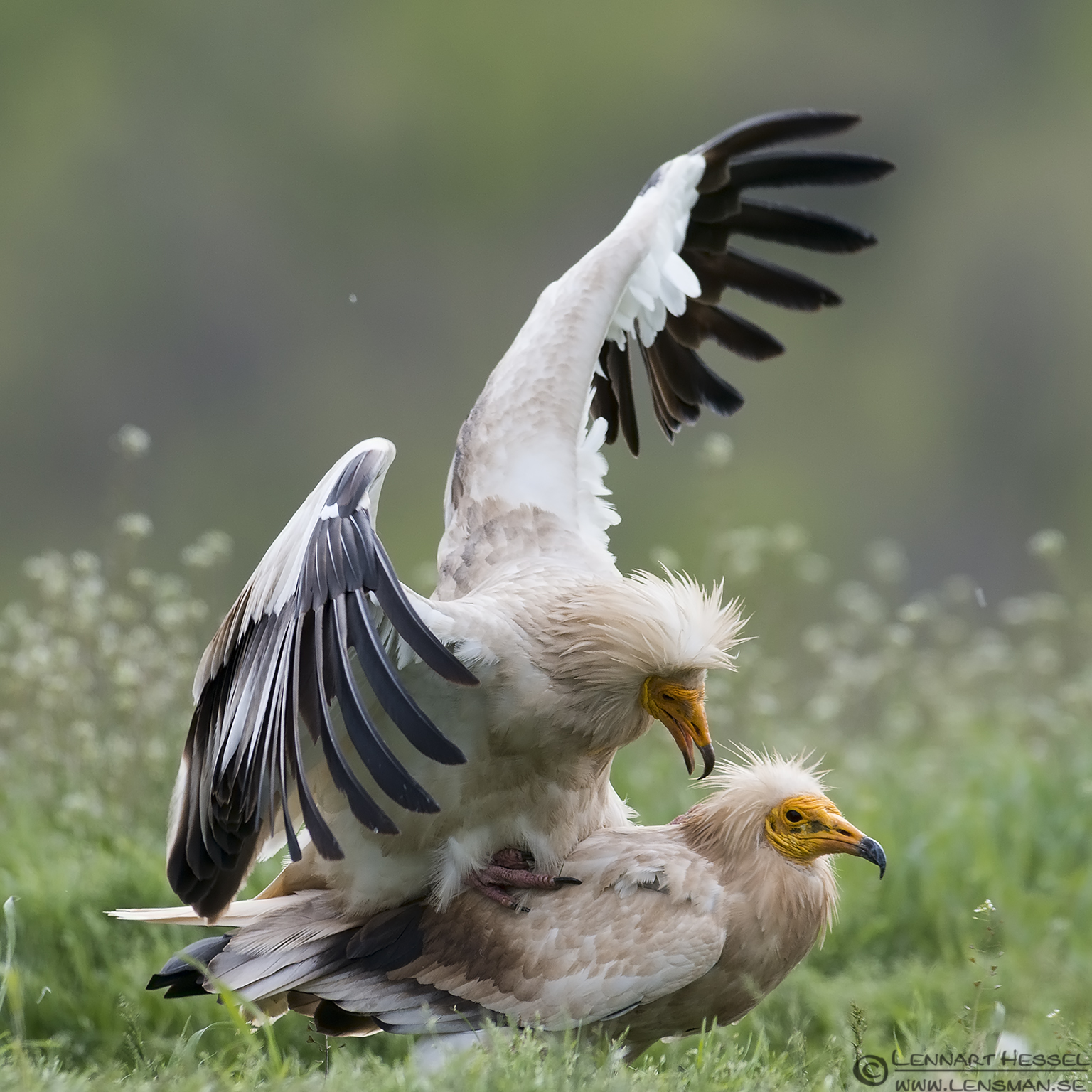 Pretty Egyptian vulture