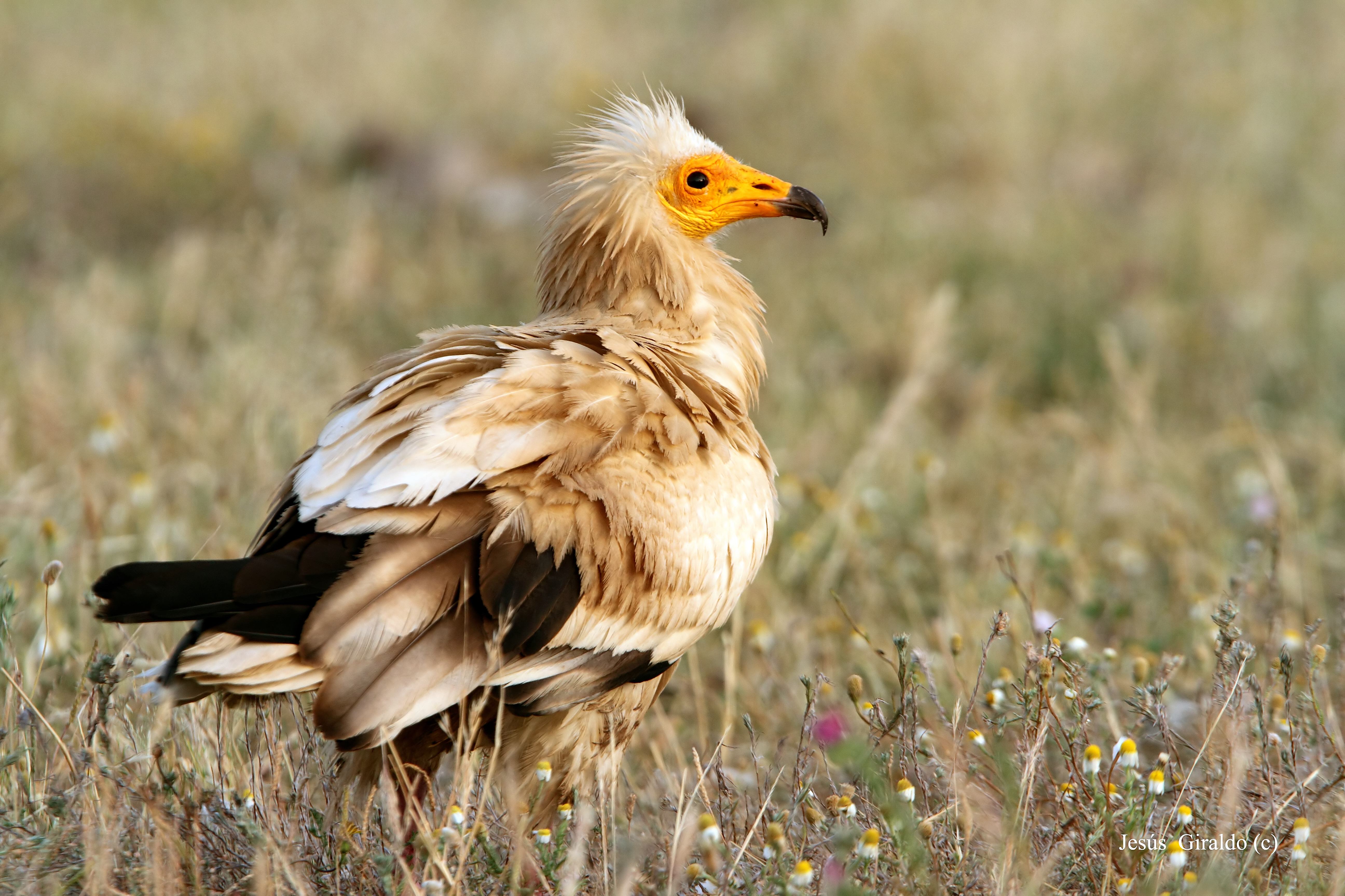Pretty Egyptian vulture