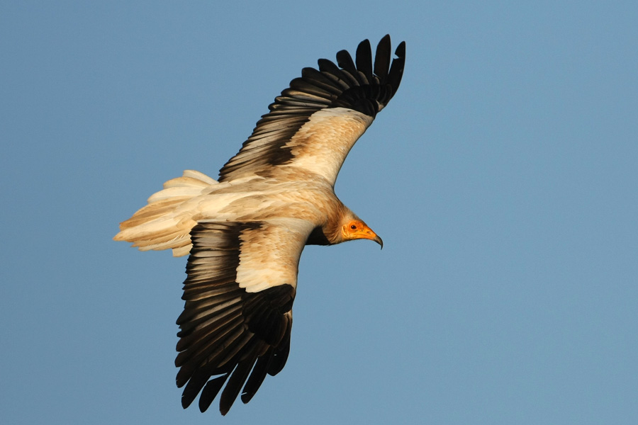 Pretty Egyptian vulture