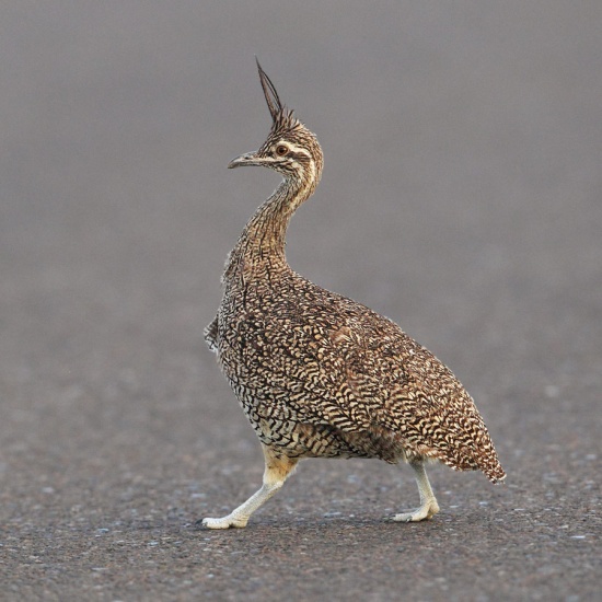 Elegant crested-tinamou