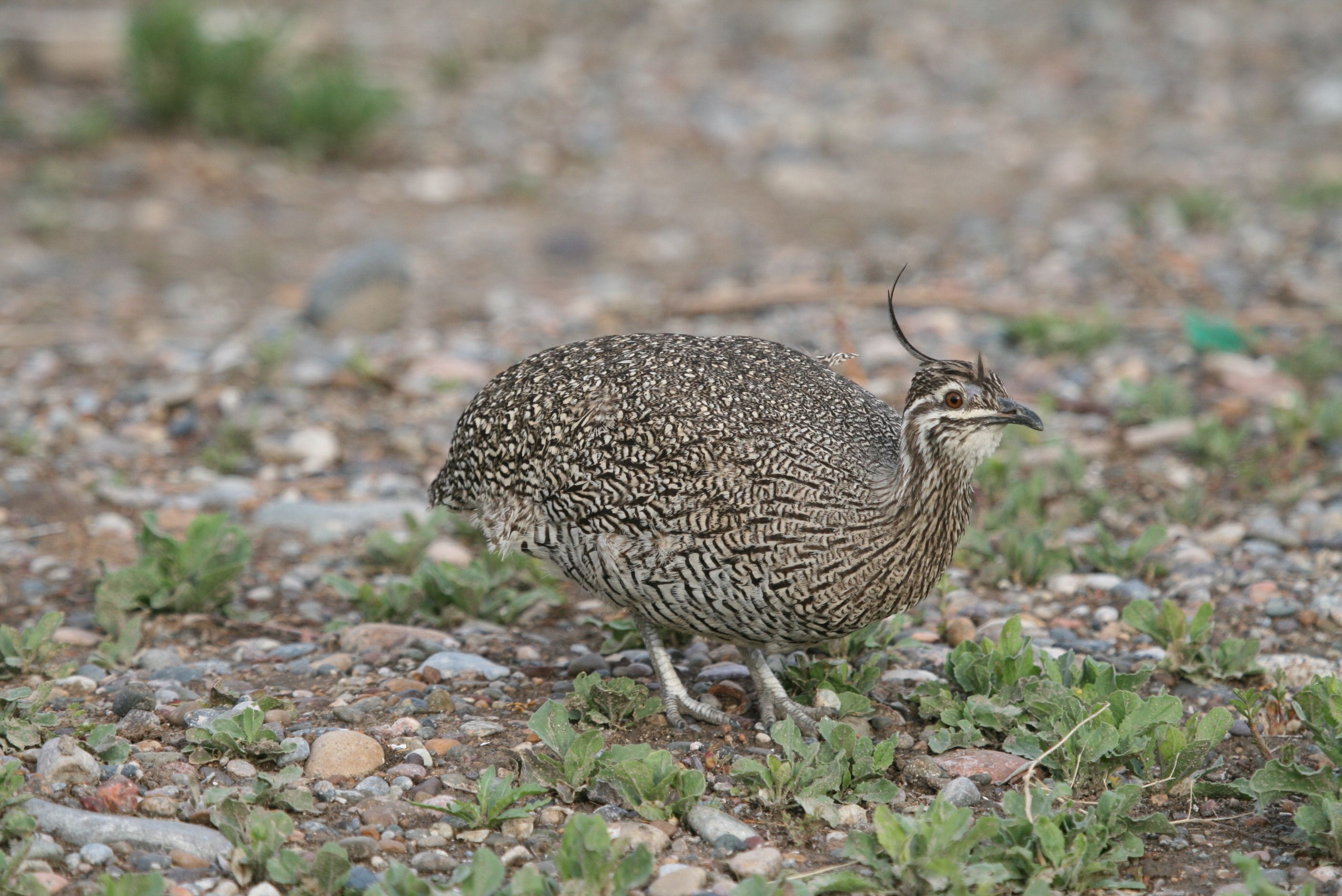 Pretty Elegant crested-tinamou