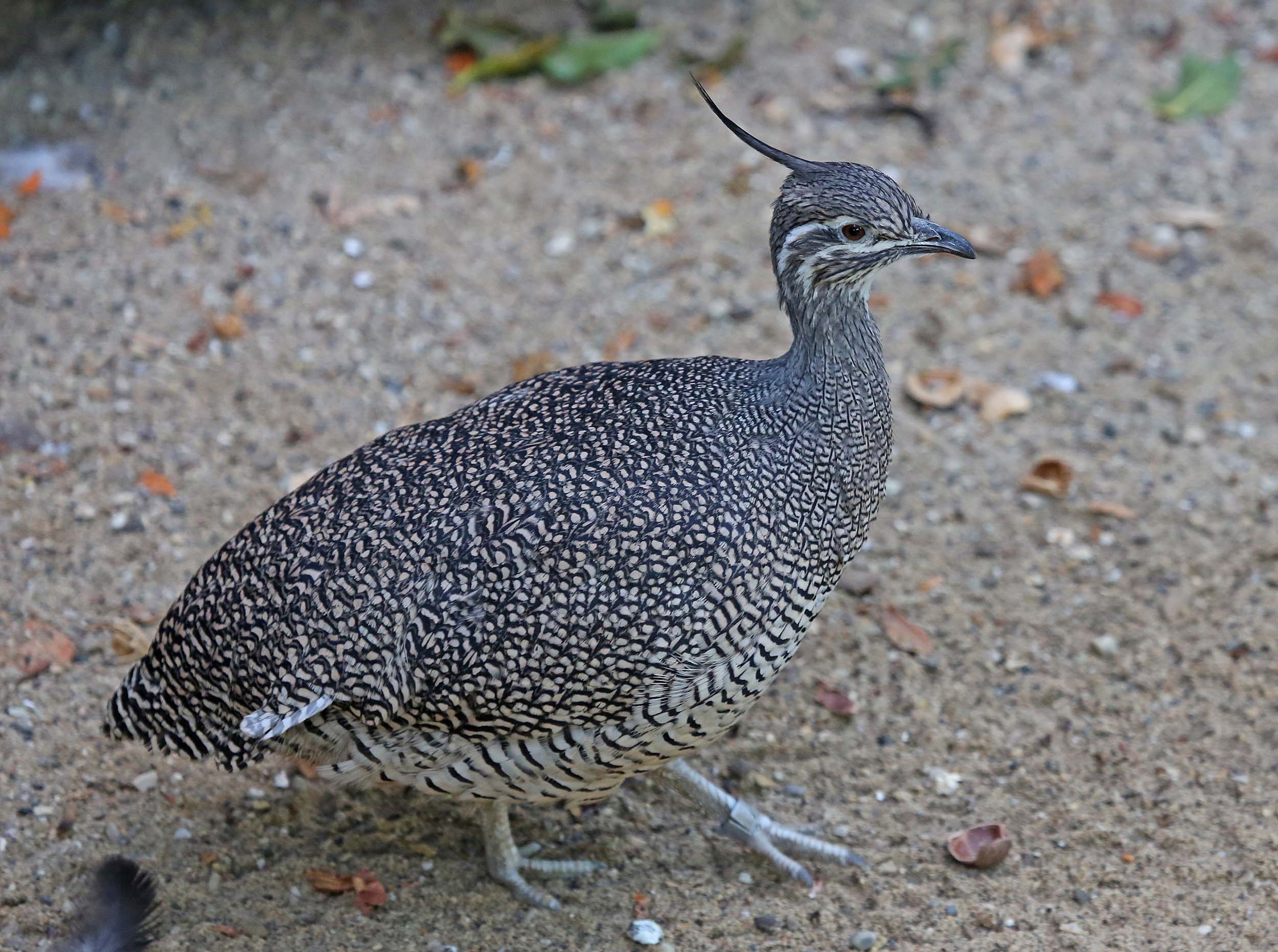 Pretty Elegant crested-tinamou