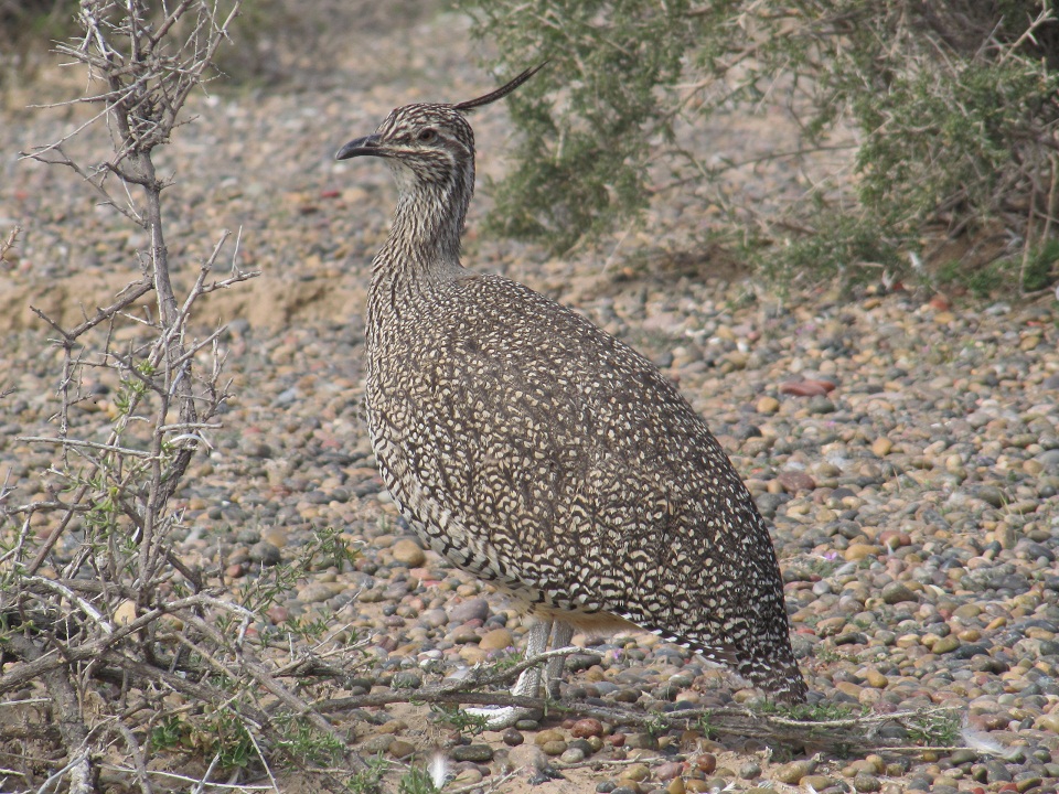 Pretty Elegant crested-tinamou