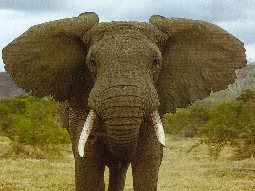 Cool Elephant