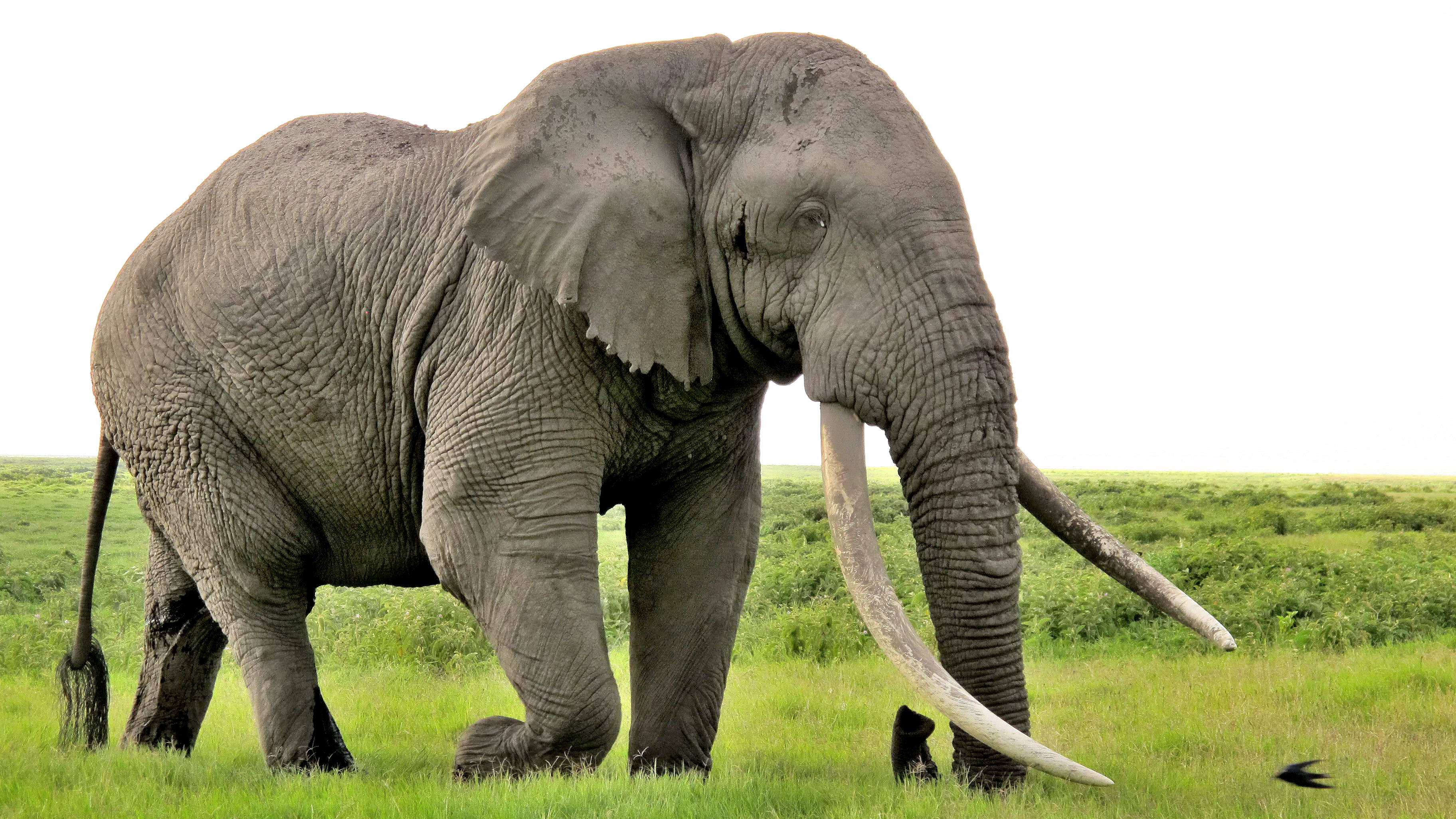 Pretty Elephant