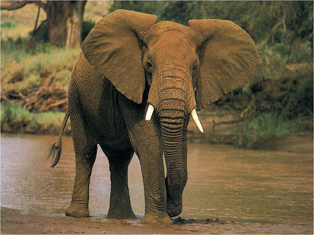 Cute Elephant