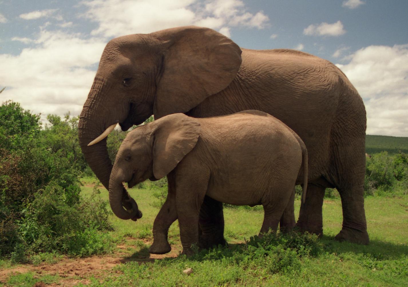 Wallpaper Elephant