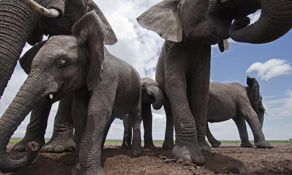 Elephant photo 