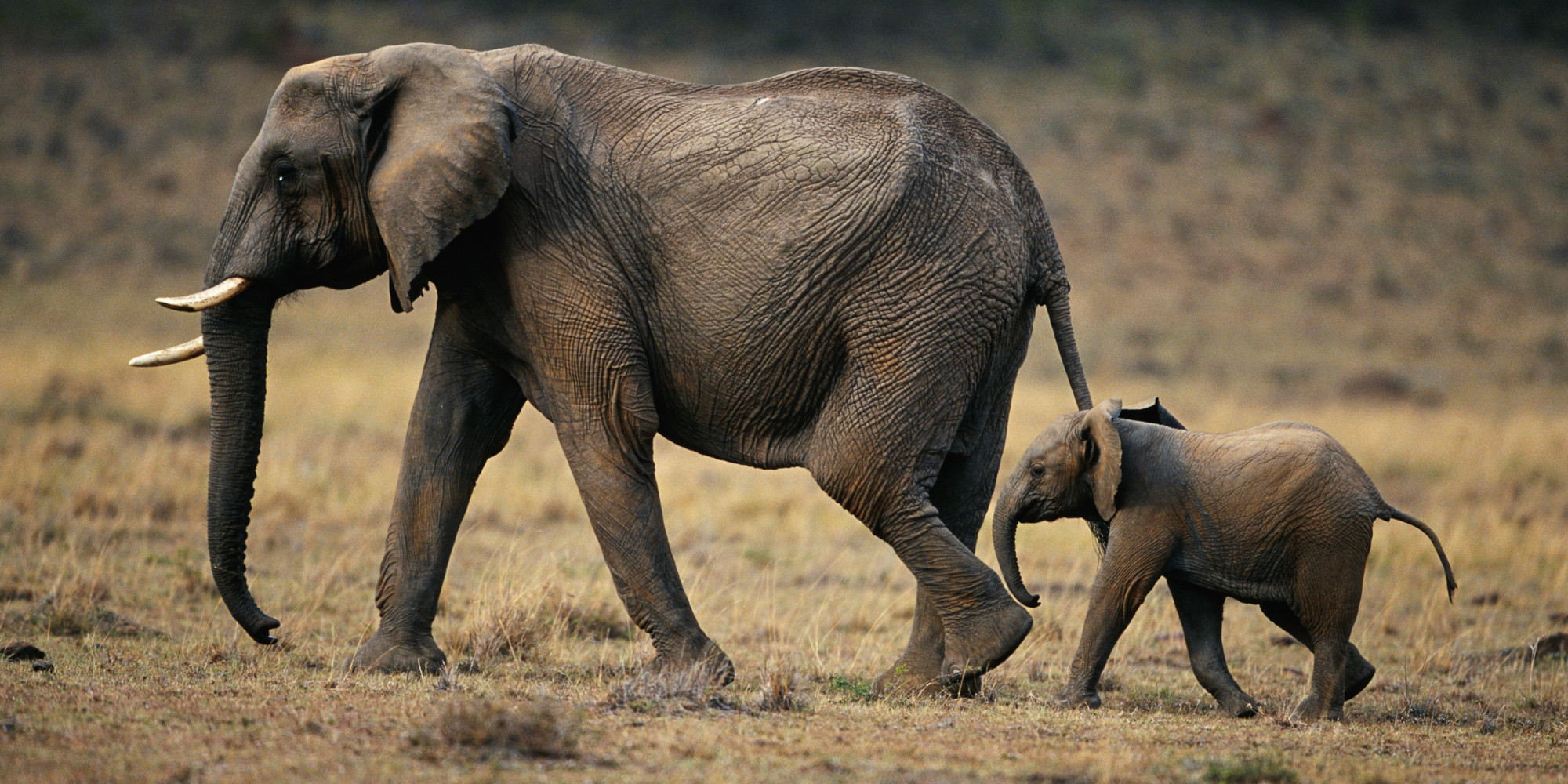 Elephant wallpaper