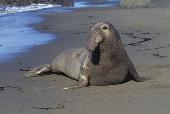 Elephant seal