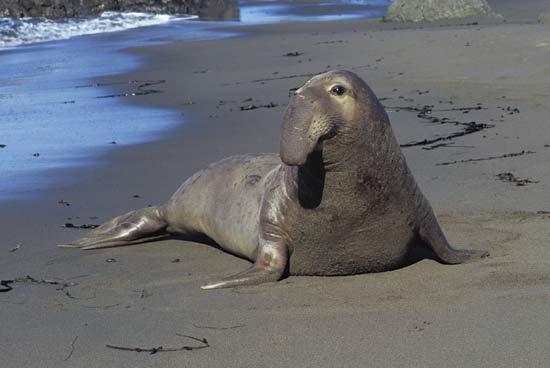 Elephant seal