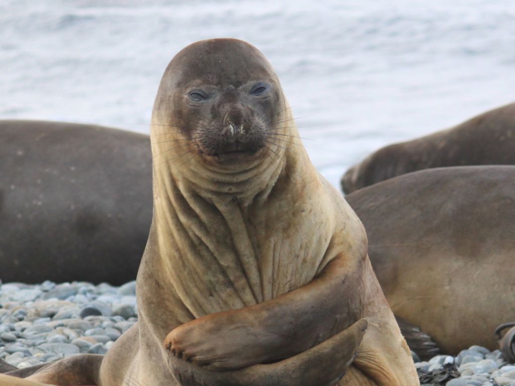 Nice Elephant seal