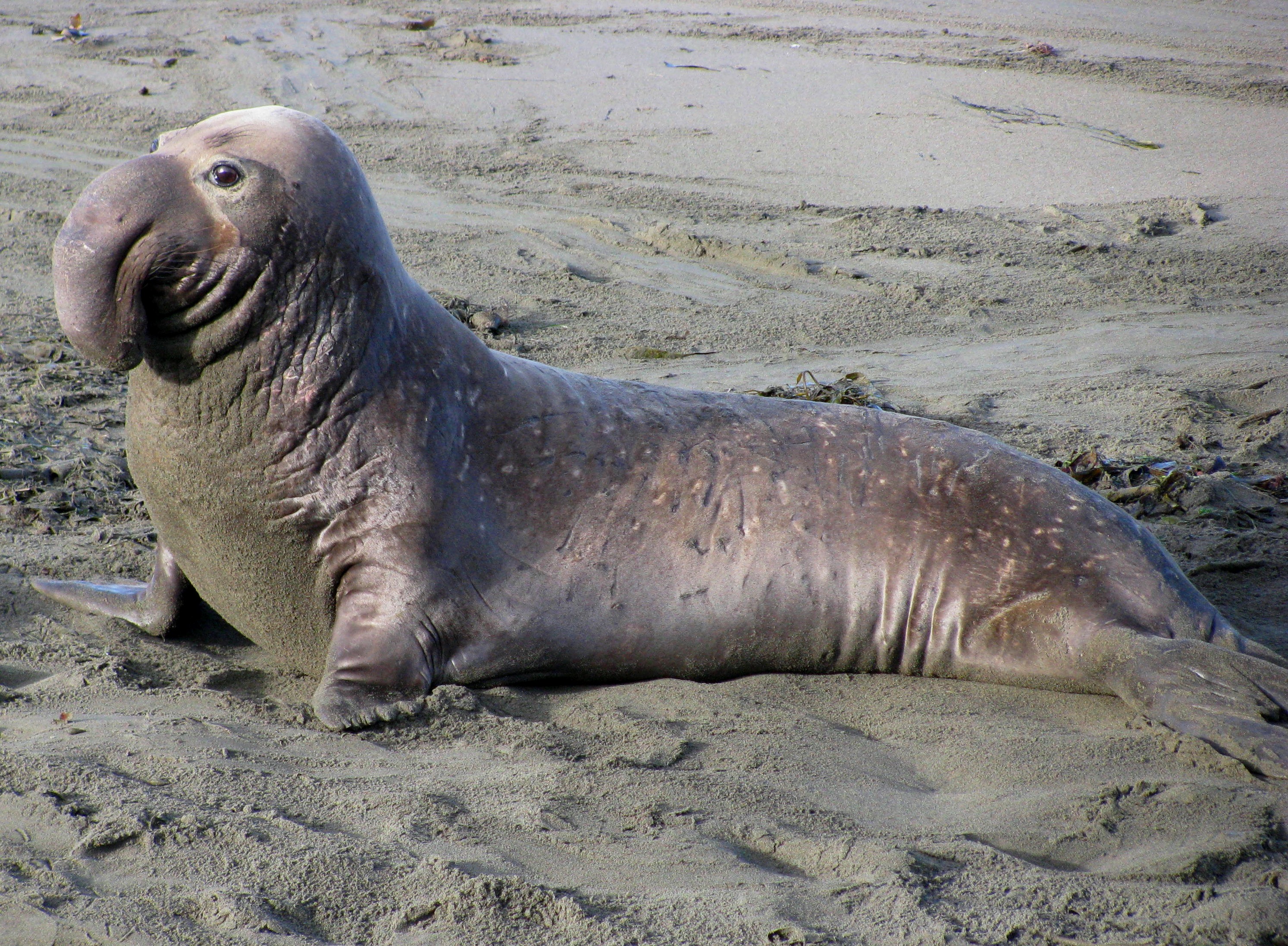 Wallpaper Elephant seal