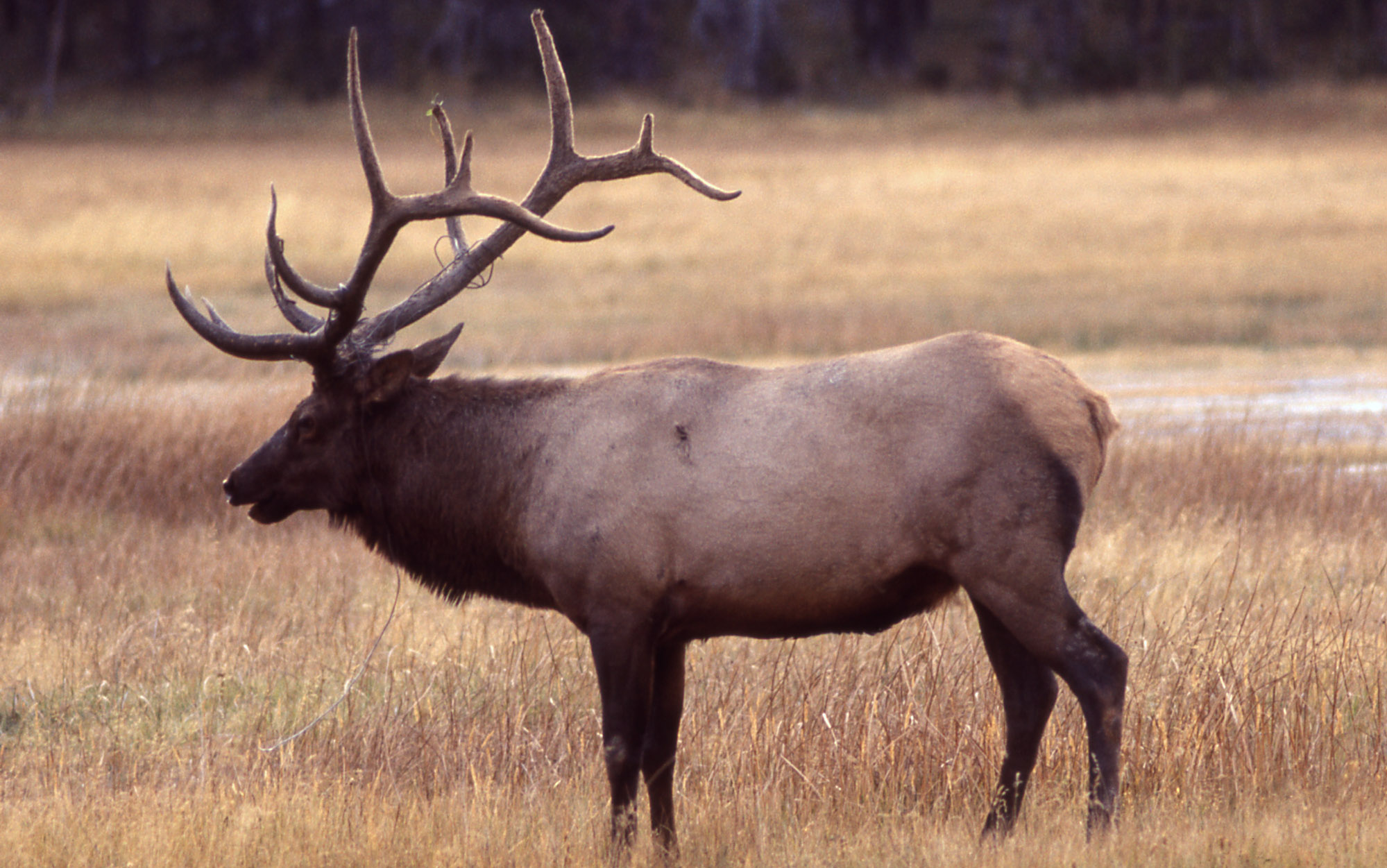 Elk