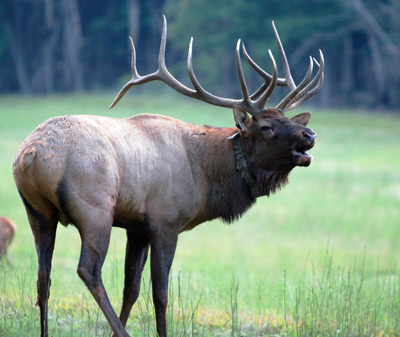 Cool Elk