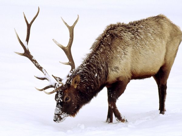 Photo Elk