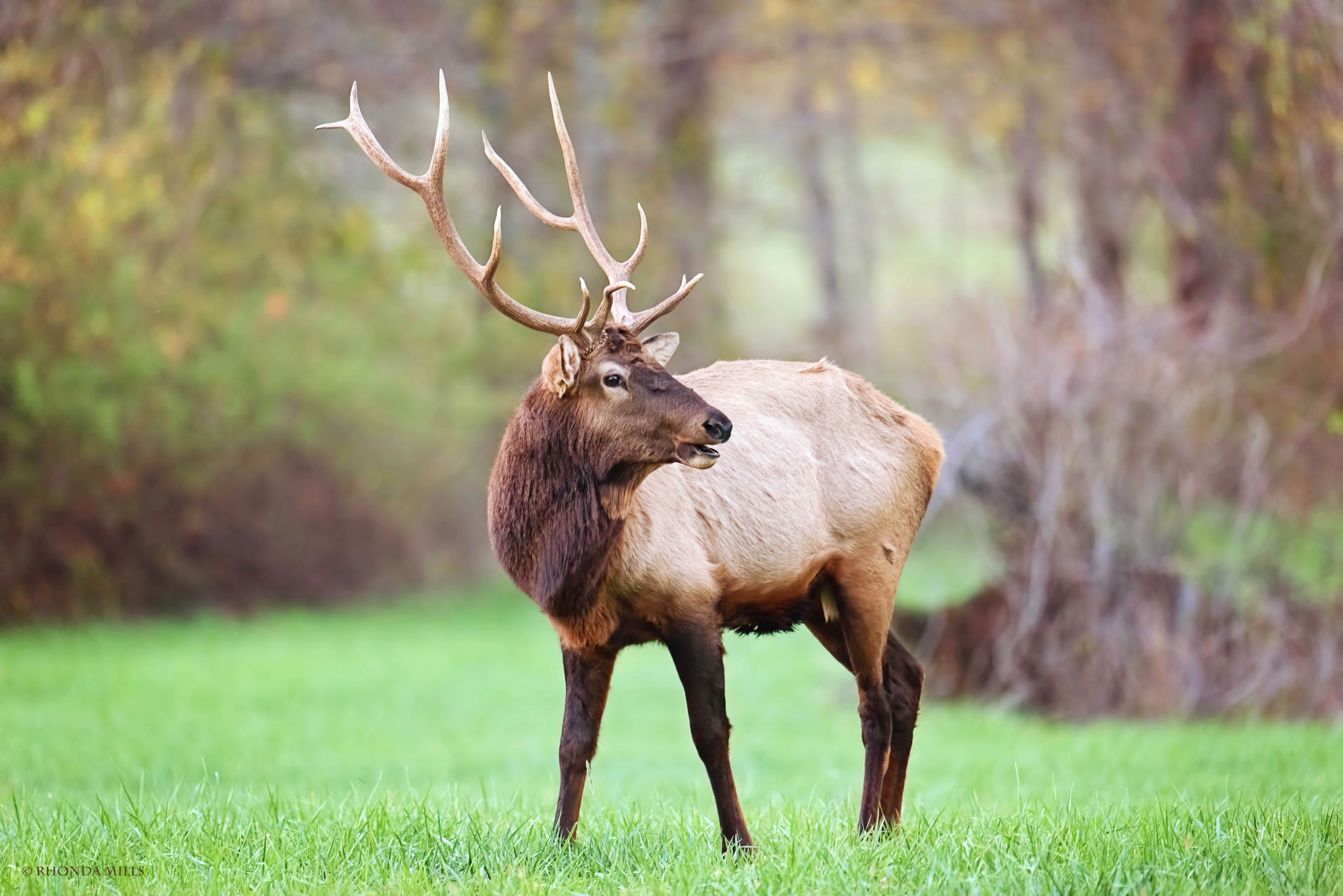 Elk wallpaper