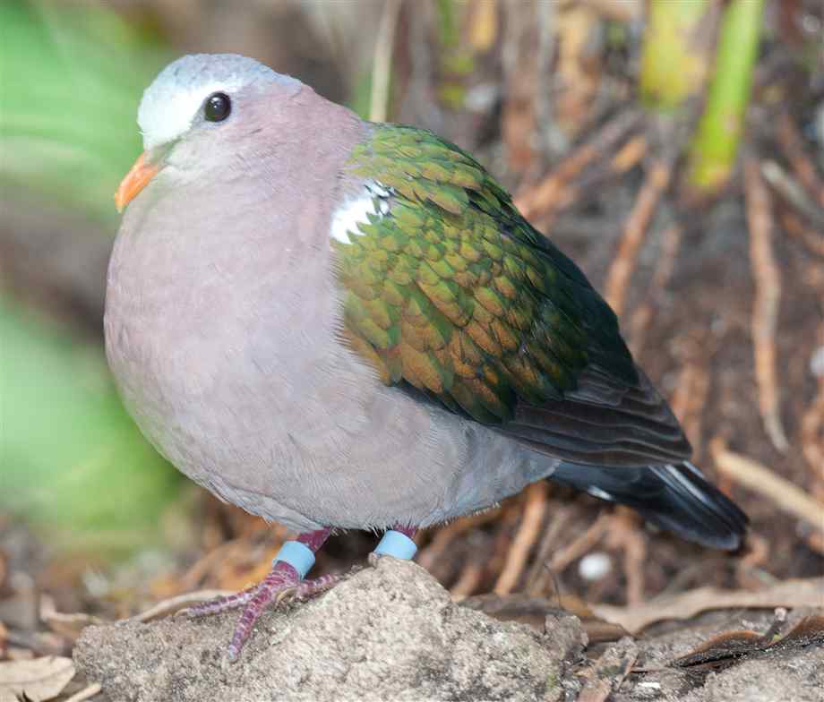 Pretty Emerald dove