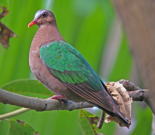 Pretty Emerald dove