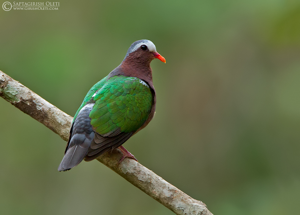 Pretty Emerald dove