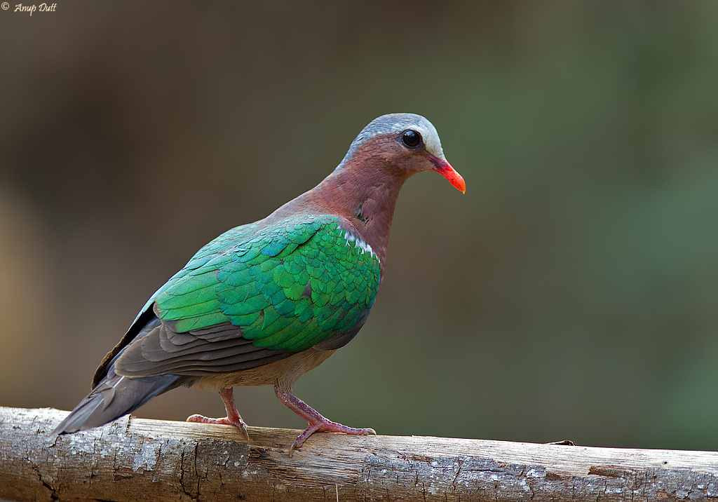 Pretty Emerald dove