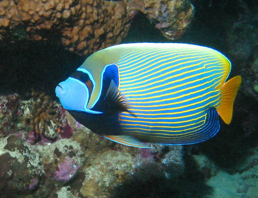 Emperor angelfish
