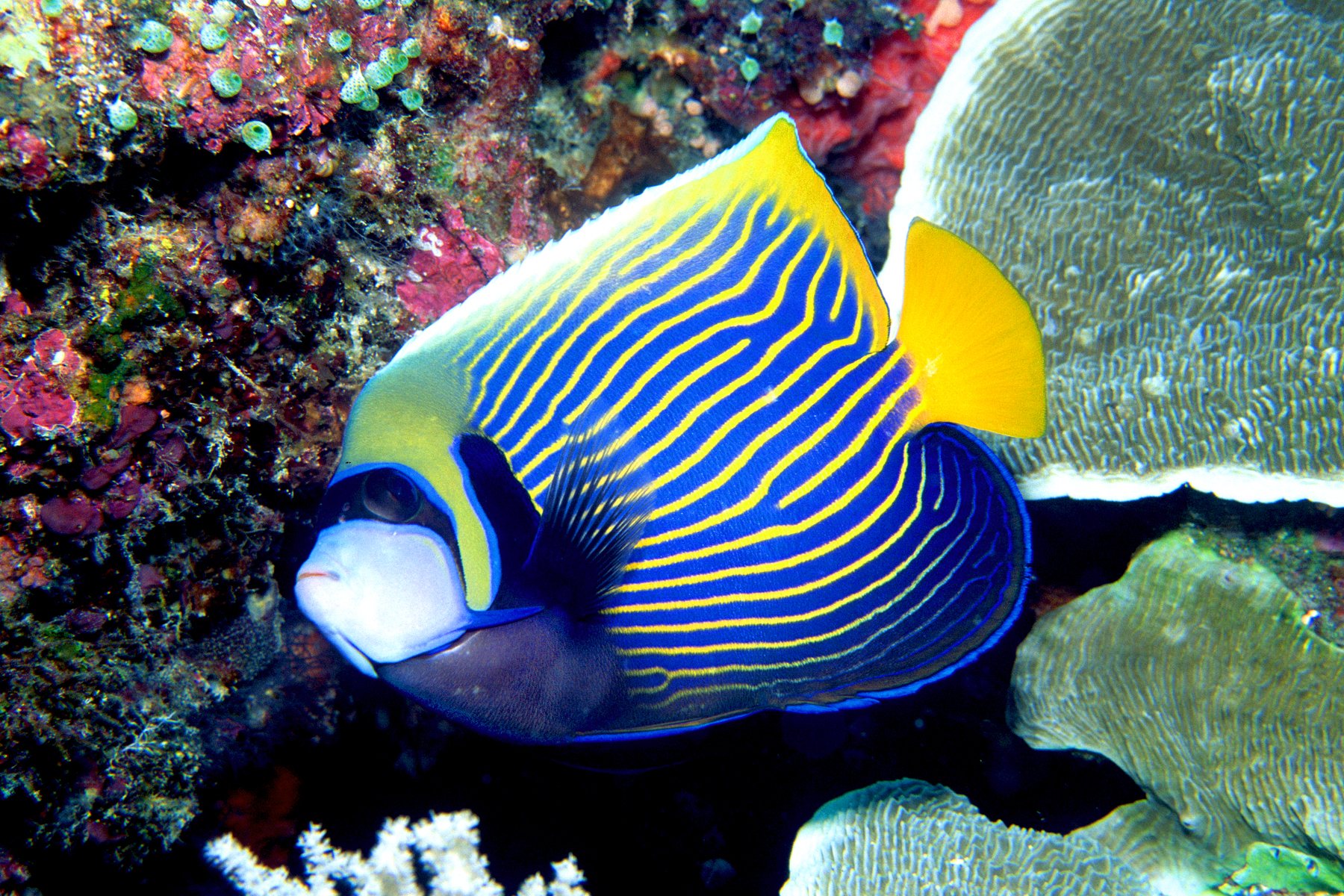 Pretty Emperor angelfish