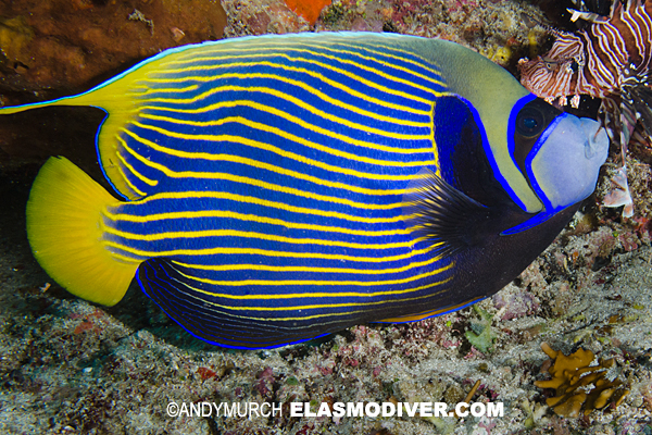 Pretty Emperor angelfish