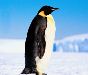 Pretty Emperor penguin